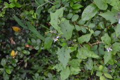 Solanum anguivi